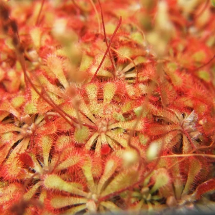 Rosička spathulata - drosera spathulata - semená rosičky - 10 ks