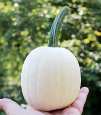 Tekvica okrasná Snowdrop F1 - Cucurbita pepo - semená tekvice - 6 ks