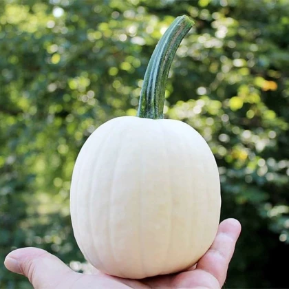 Tekvica okrasná Snowdrop F1 - Cucurbita pepo - semená tekvice - 6 ks