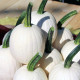 Tekvica okrasná Snowdrop F1 - Cucurbita pepo - semená tekvice - 6 ks