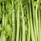 BIO Zeler stopkový Tall Utah - Apium graveolens - bio semená zeleru - 80 ks
