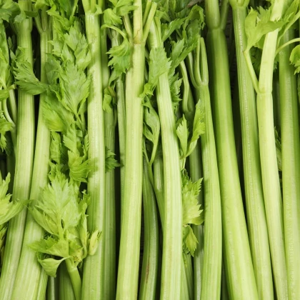 BIO Zeler stopkový Tall Utah - Apium graveolens - bio semená zeleru - 80 ks