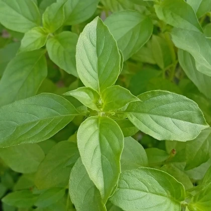 BIO Bazalka citrónová - Ocimum basilicum - bio semená bazalky - 100 ks