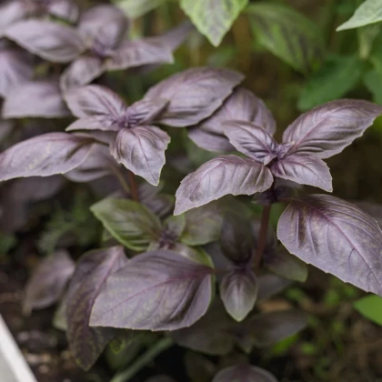 BIO Bazalka Rosso červená - Ocimum basilicum - bio semená bazalky - 100 ks