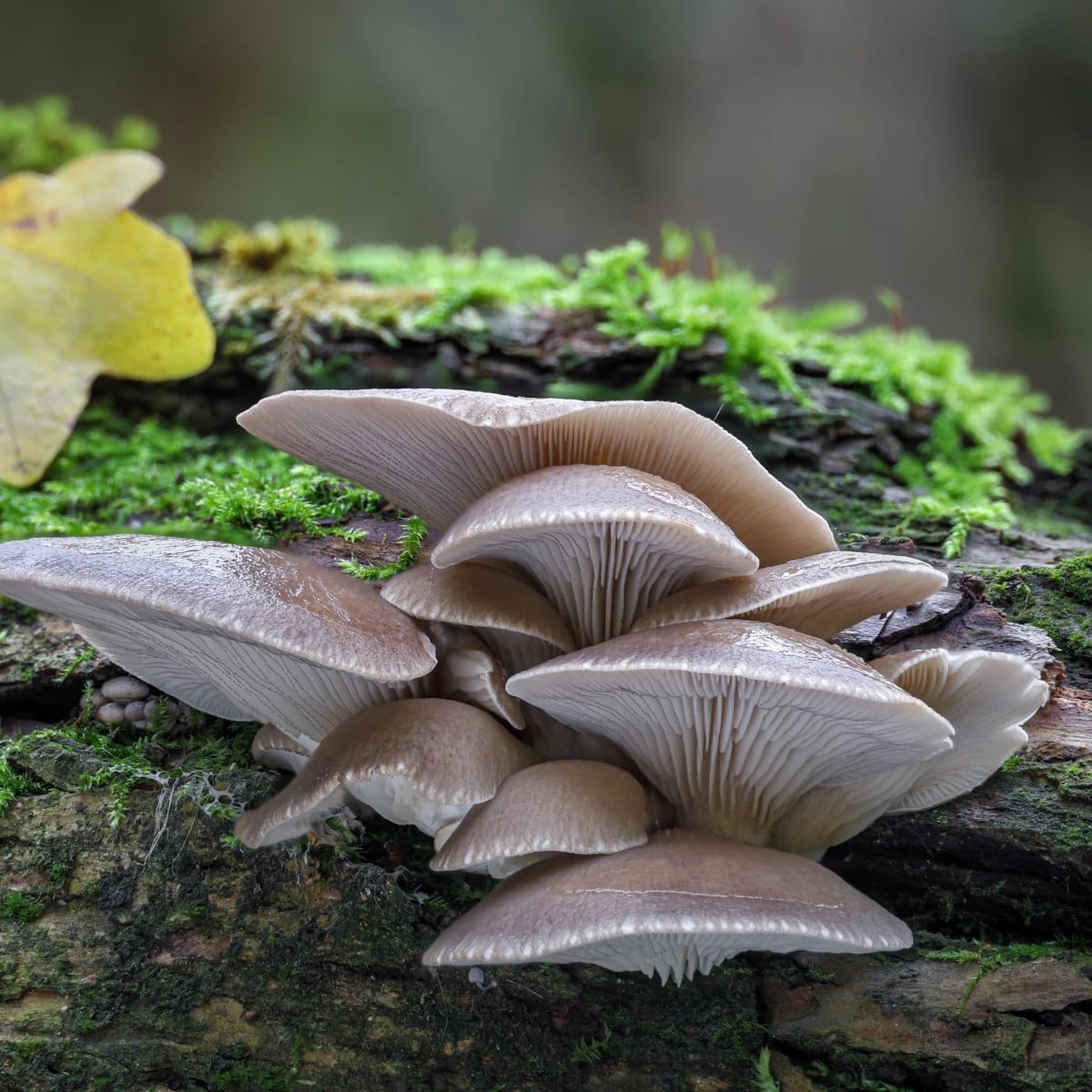 Hliva ustricová - zrnitá sadba - Pleurotus ostreatus - sadba - 500 ml