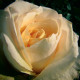 Ruža veľkokvetá kríková - Fragrant Casanova - Rosa - voľnokorenné sadenice ruže - 1 ks