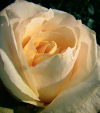 Ruža veľkokvetá kríková - Fragrant Casanova - Rosa - voľnokorenné sadenice ruže - 1 ks