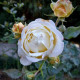 Ruža veľkokvetá kríková - Fragrant Chopin - Rosa - voľnokorenné sadenice ruže - 1 ks