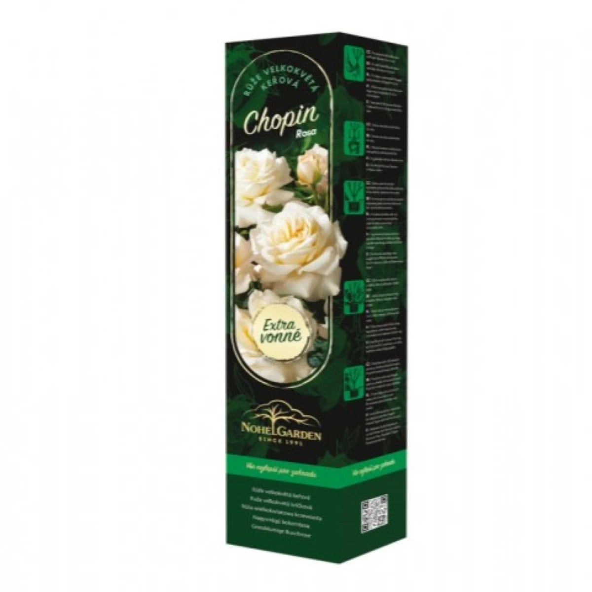 Ruža veľkokvetá kríková - Fragrant Chopin - Rosa - voľnokorenné sadenice ruže - 1 ks