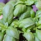 BIO Bazalka veľkolistá - Ocimum basilicum - bio semená bazalky - 100 ks