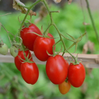 Paradajka kríčková Minipeelus F1 - Solanum lycopersicum - semená paradajok - 10 ks