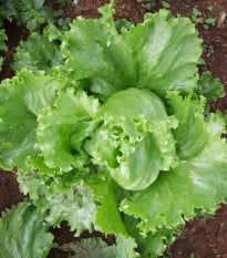 Šalát Miniko hlávkový ľadový - Lactuca sativa - semená šalátu - 100 ks