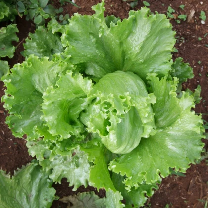 Šalát Miniko hlávkový ľadový - Lactuca sativa - semená šalátu - 100 ks
