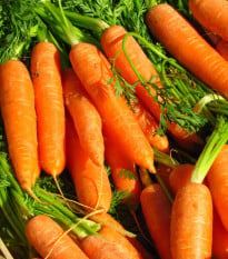 Mrkva Rubína - Daucus carota - semená mrkvy - 150 ks