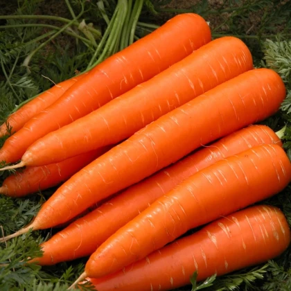Mrkva Berlikumer 2 - Daucus carota - semená mrkvy - 150 ks