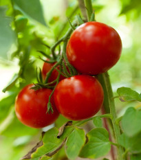 Paradajka Tornado F1 - Solanum lycopersicum - semená paradajky - 20 ks