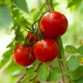 Paradajka Tornado F1 - Solanum lycopersicum - semená paradajky - 20 ks