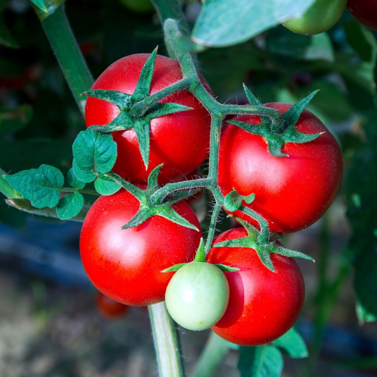Paradajka Tornado F1 - Solanum lycopersicum - semená paradajky - 20 ks