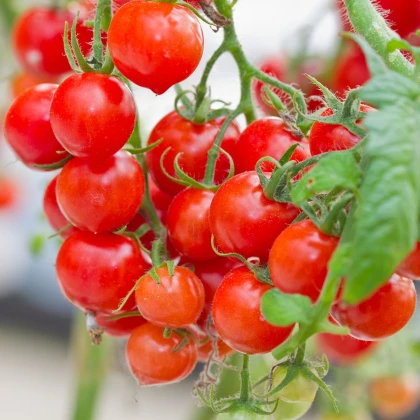 Paradajka Gourmelito F1 - Solanum lycopersicum - semená paradajky - 6 ks