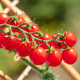 Paradajka Gourmelito F1 - Solanum lycopersicum - semená paradajky - 6 ks