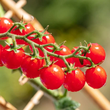 Paradajka Gourmelito F1 - Solanum lycopersicum - semená paradajky - 6 ks