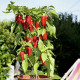 Paprika Balconi F1 - Capsicum annuum - semená papriky - 6 ks