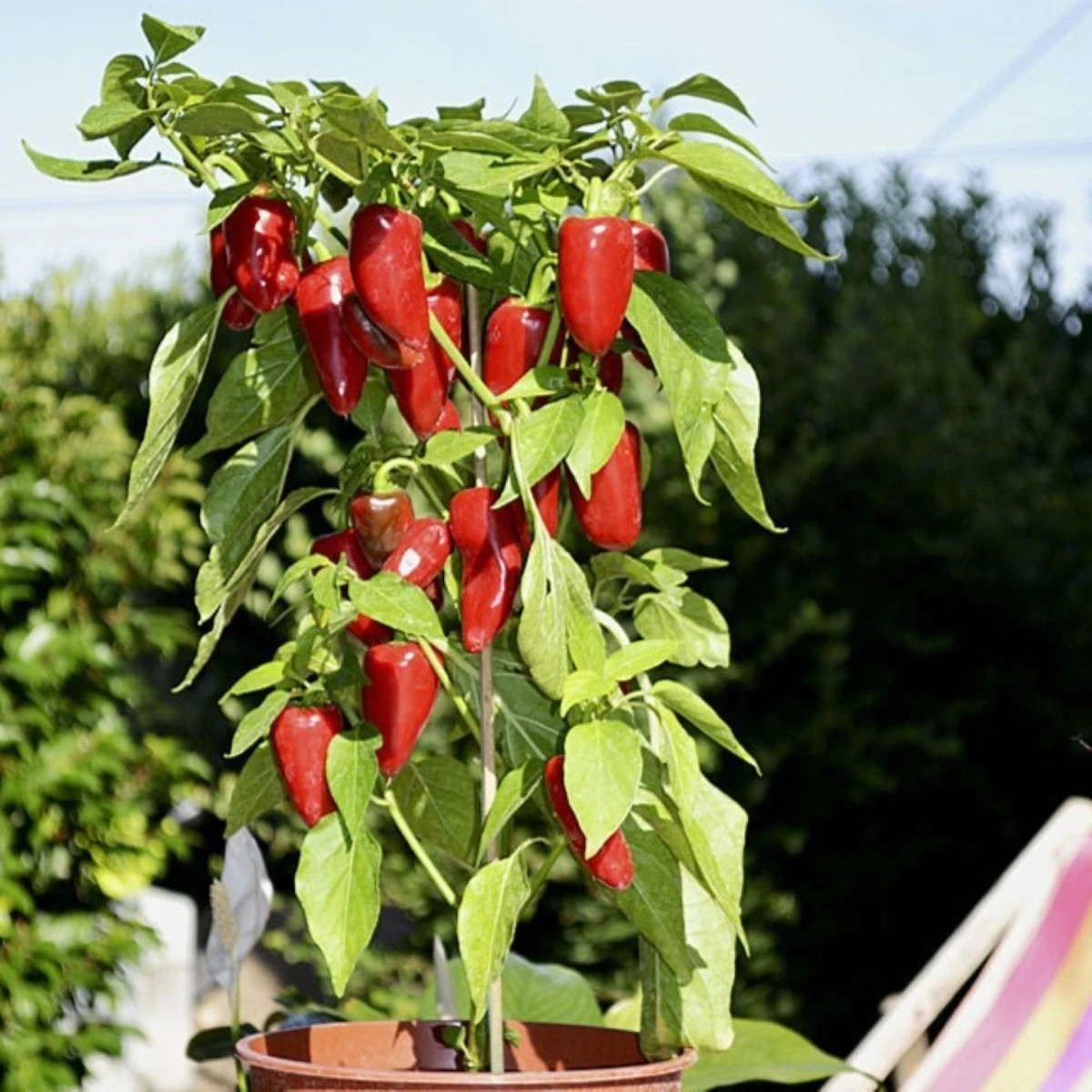 Paprika Balconi F1 - Capsicum annuum - semená papriky - 6 ks