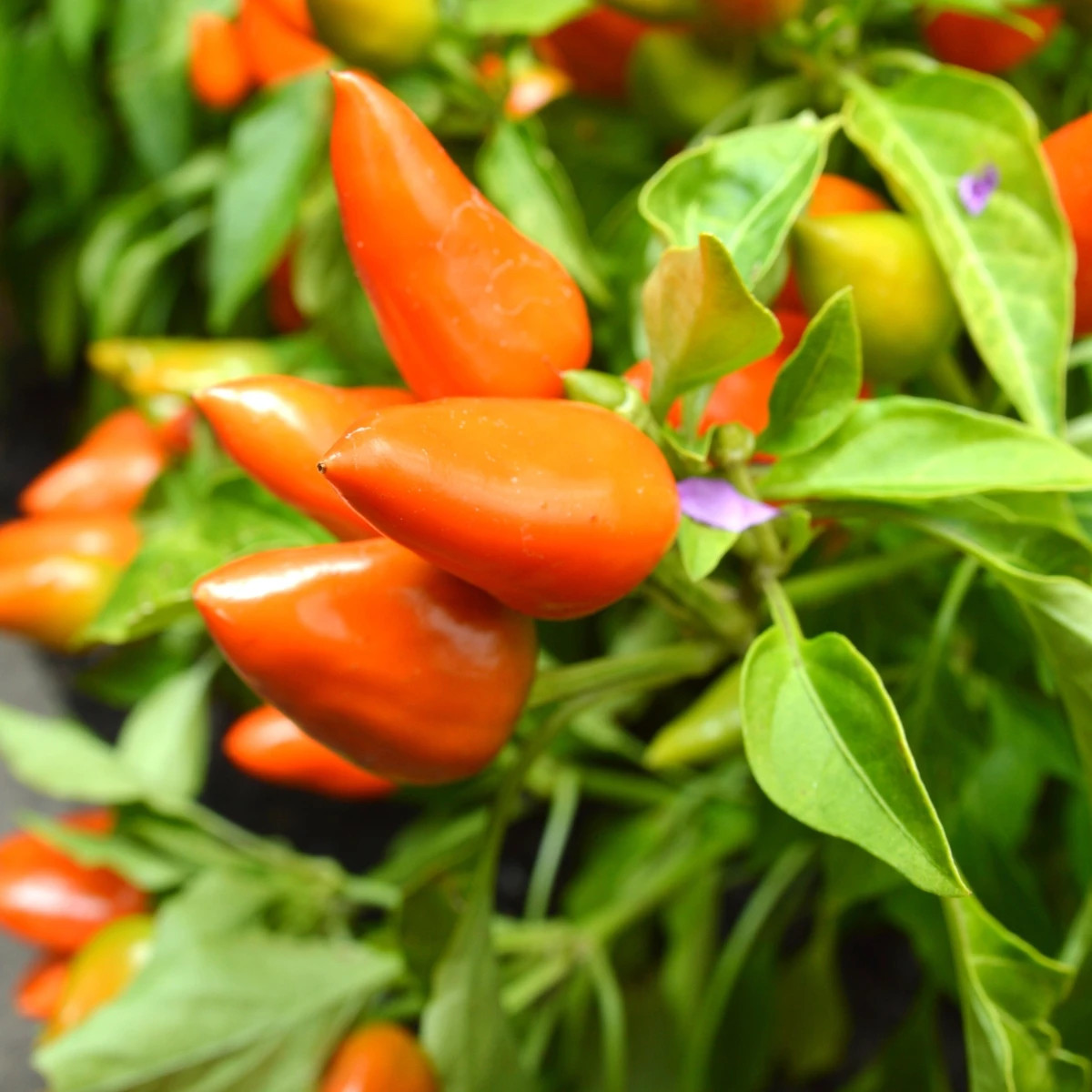 Chilli Foxta - Capsicum annuum - semená chilli - 6 ks