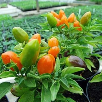 Chilli Foxta - Capsicum annuum - semená chilli - 6 ks