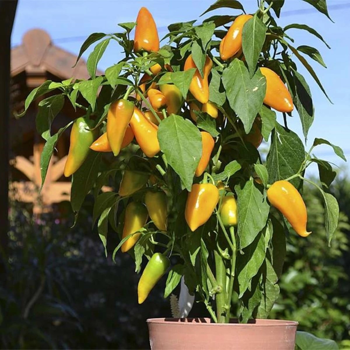 Paprika Terrazzi F1 - Capsicum annuum - semená papriky - 6 ks