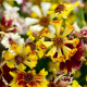 Krásnoočko Sea Shells Mix - Coreopsis hybrida - semená krásnoočka - 50 ks