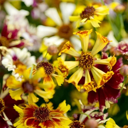 Krásnoočko Sea Shells Mix - Coreopsis hybrida - semená krásnoočka - 50 ks