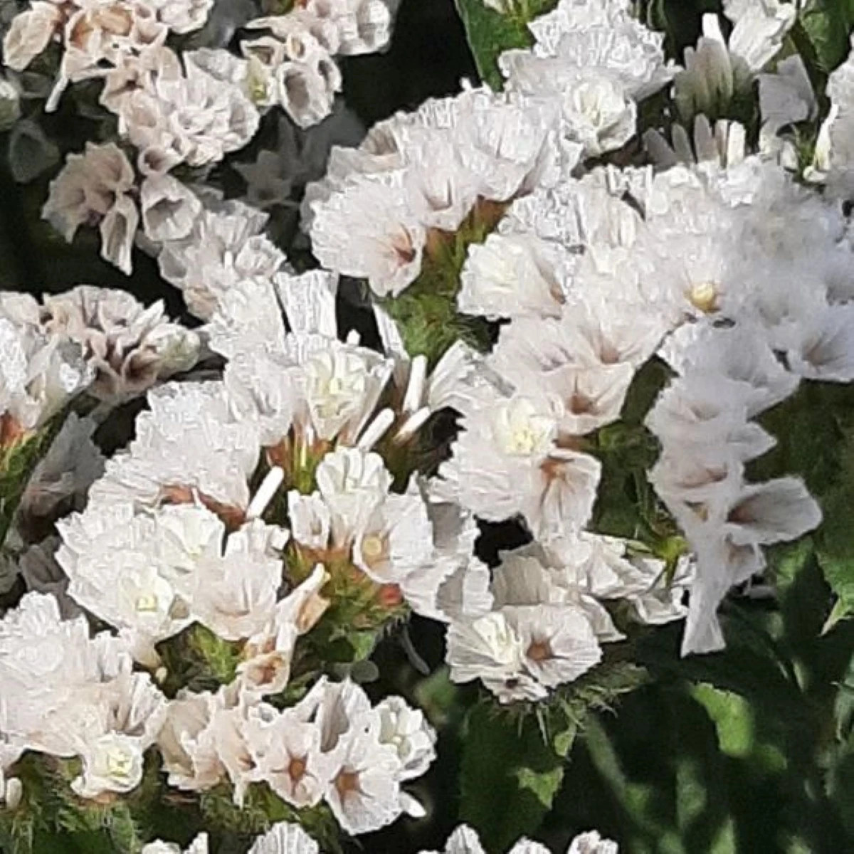 Limonka zohnutá Hipster White - Limónium sinuatum - semená limonky - 30 ks