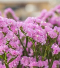 Limonka zohnutá Hipster Rose - Limonium sinuatum - semená limonky - 30 ks