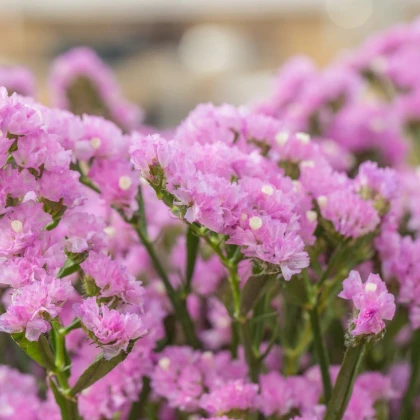 Limonka zohnutá Hipster Rose - Limonium sinuatum - semená limonky - 30 ks