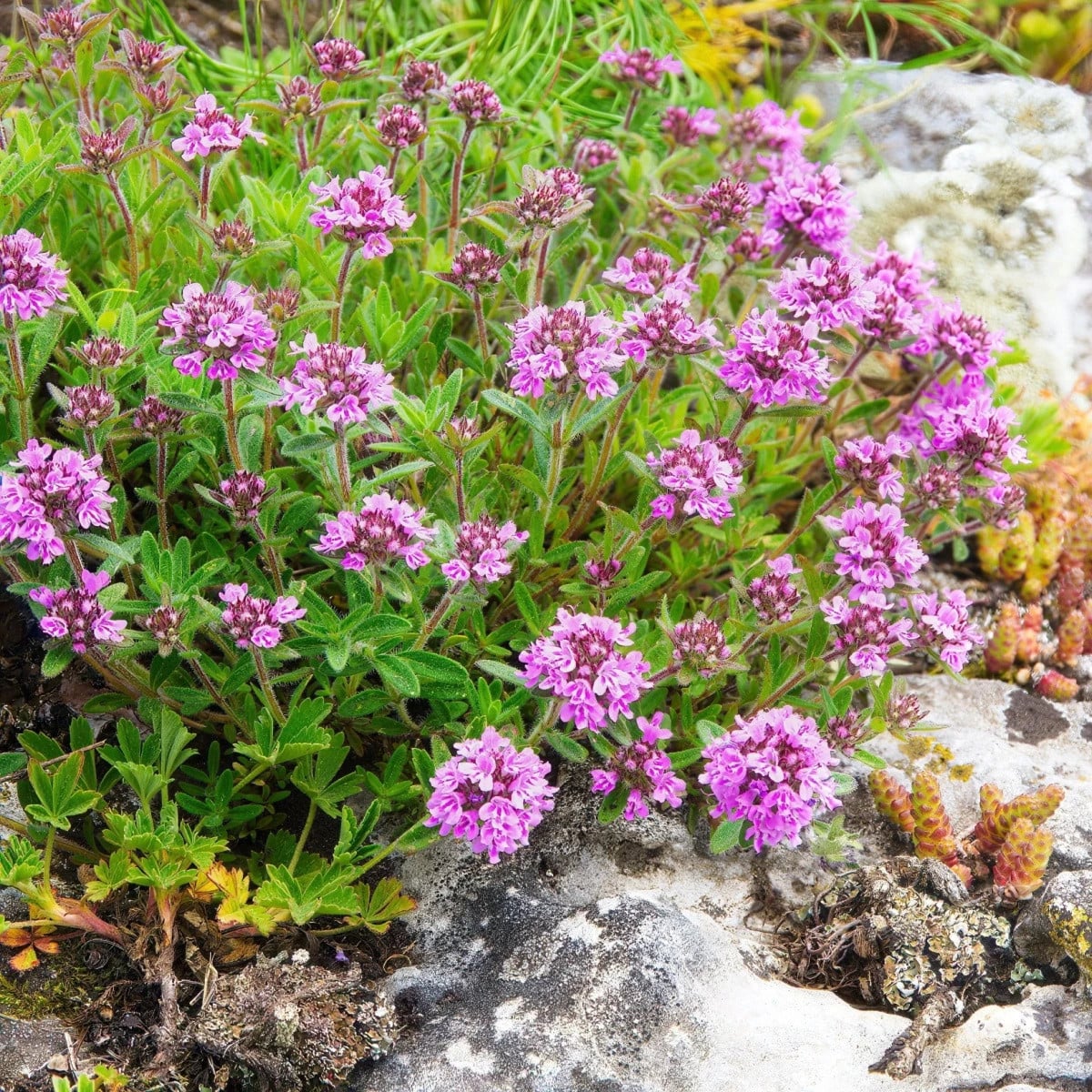Materina dúška - Thymus serpyllum - semená materinej dúšky - 500 ks