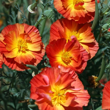 Slncovka kalifornská červená – Eschscholzia californica – semená