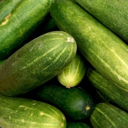 Uhorka šalátová do kvetináča Bush Champion – Cucumis sativus – semená uhorky