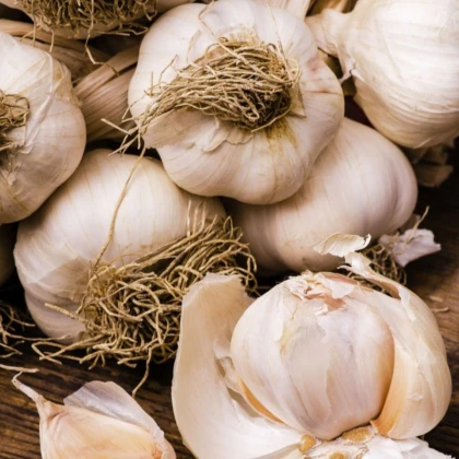 Sadbový cesnak Dukát - Allium sativum - paličiak - cibuľa cesnaku - 1 balenie