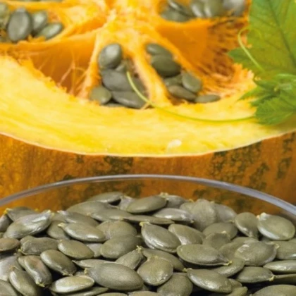 Tekvica olejná Trumf F1 - Cucurbita pepo - semená tekvice - 12 ks