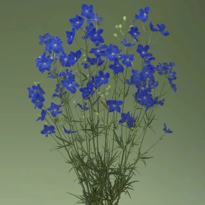 Stračonôžka Jennys Pearl F1 Blue - Delphinium grandiflorum - semená stračonôžky - 10 ks