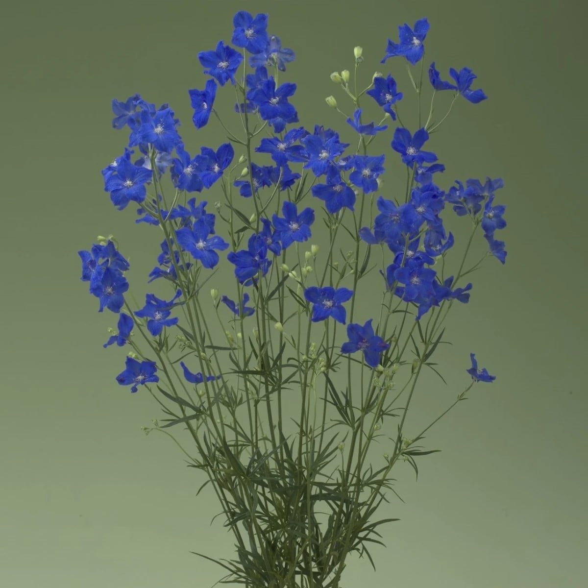 Stračonôžka Jennys Pearl F1 Blue - Delphinium grandiflorum - semená stračonôžky - 10 ks