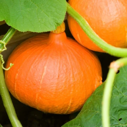 Tekvica Hokkaido Uchiki Kuri - Cucurbita maxima - semená tekvica - 5 ks