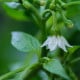 Chilli Jalapeno - Capsicum Annuum - semená chilli - 6 ks