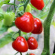 Paradajka tyčková Gardenberry F1 - Solanum lycopersicum - semená paradajky - 5 ks