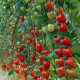 Paradajka tyčková Gardenberry F1 - Solanum lycopersicum - semená paradajky - 5 ks