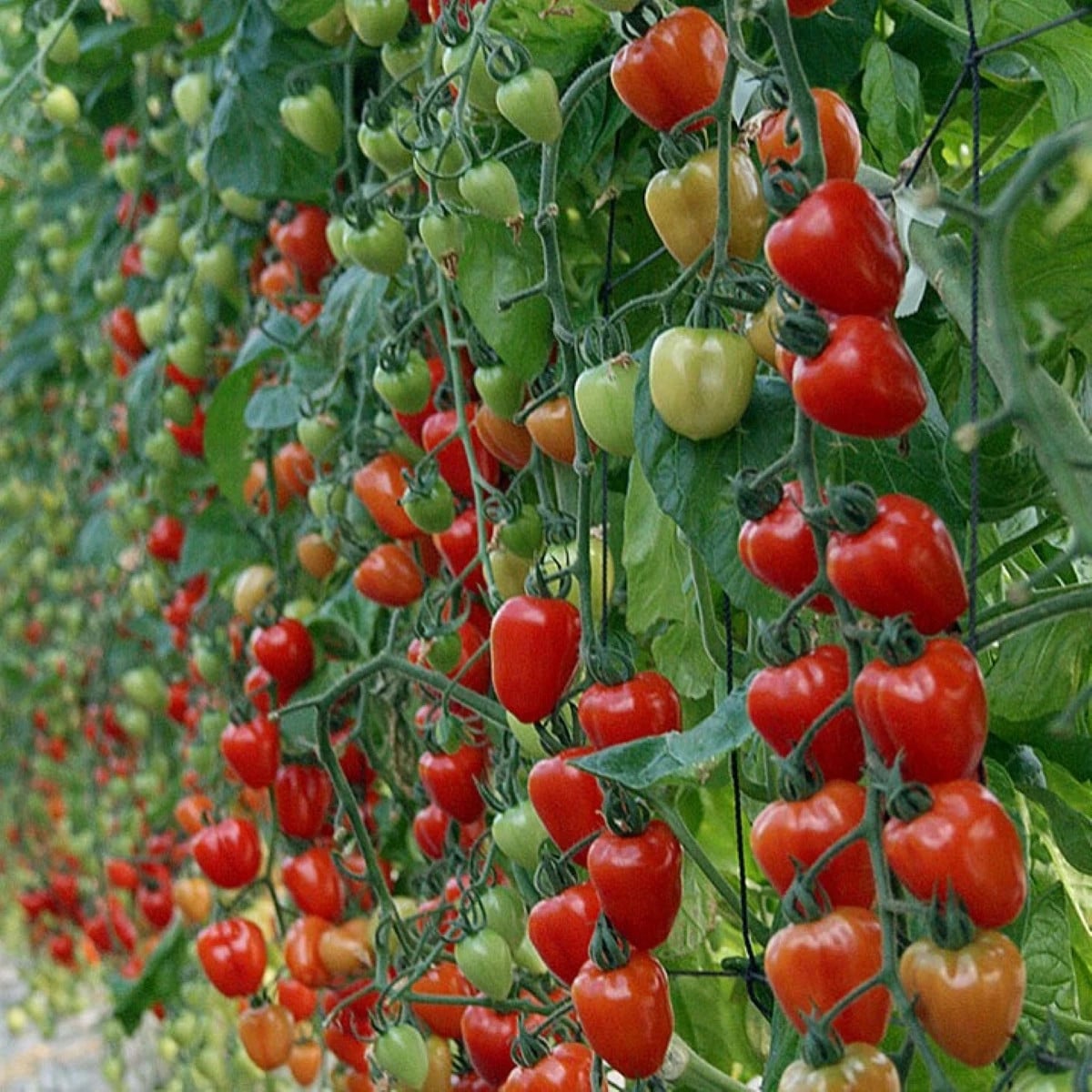 Paradajka tyčková Gardenberry F1 - Solanum lycopersicum - semená paradajky - 5 ks