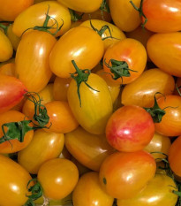 BIO Paradajka tyčková Artisan Blush Tiger - Solanum lycopersicum - bio semená paradajky - 6 ks