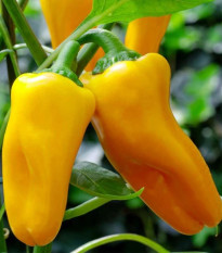 Paprika Snacking Yellow F1 - Capsicum annuum - semená papriky - 5 ks
