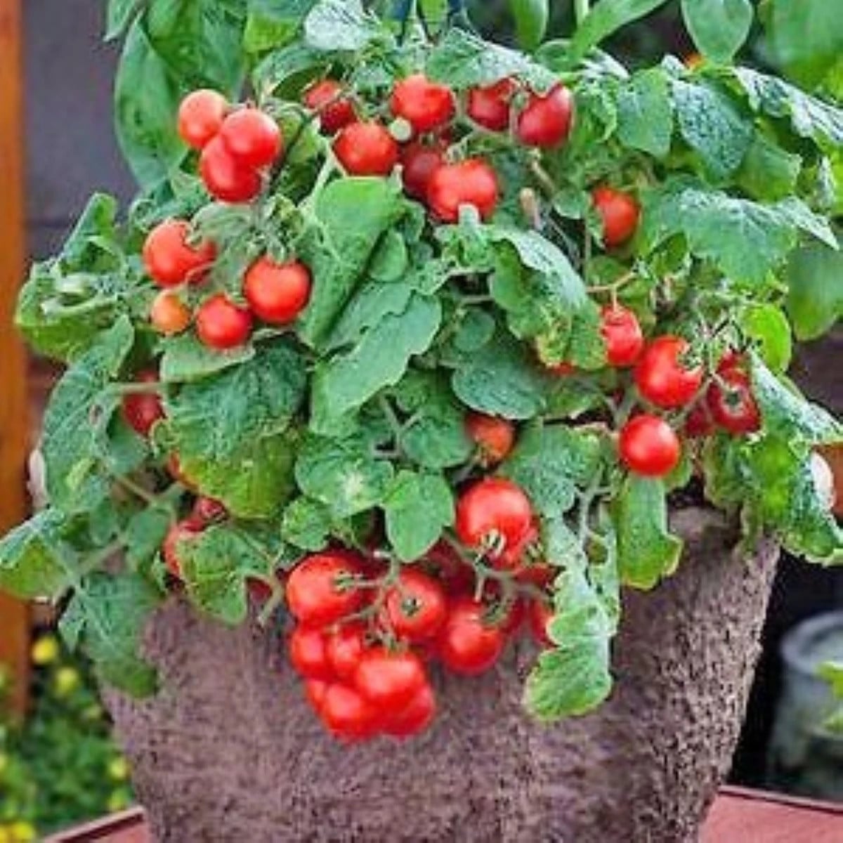 Paradajka Red Robin - Solanum lycopersicum - semená paradajok - 6 ks